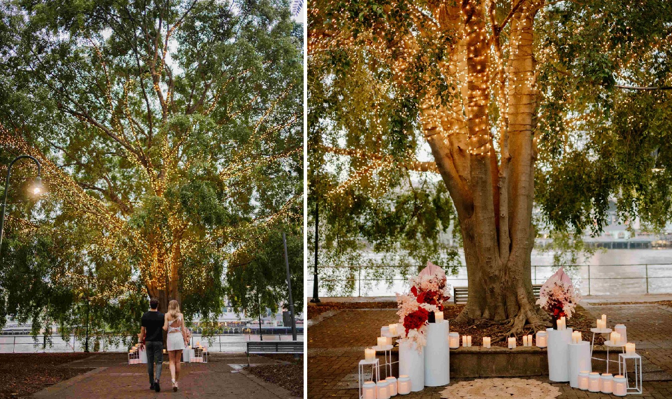 Proposal arrival fairy light tree