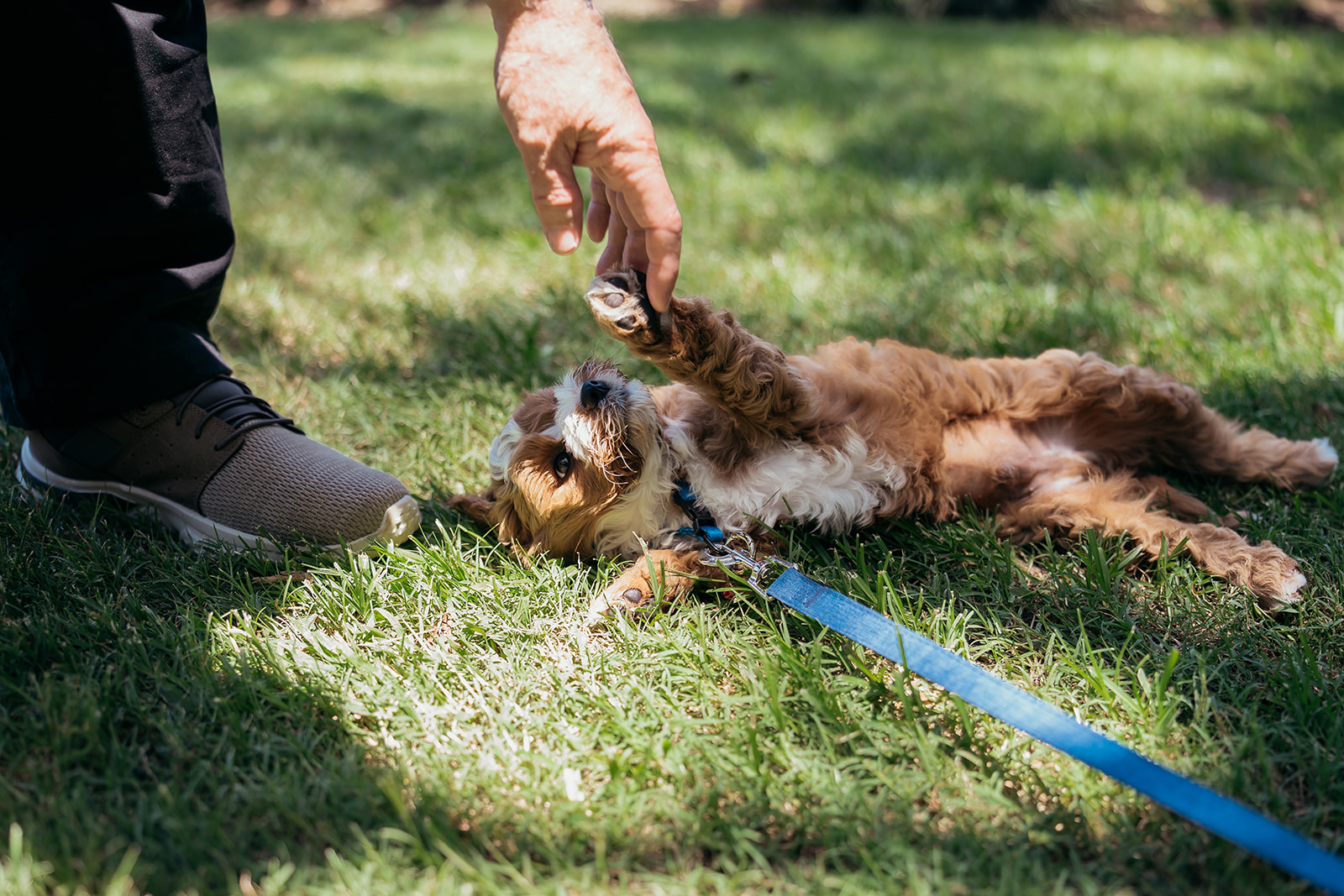 puppy helping with proposal